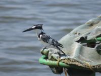 Eisvogel, Lake Mburo Nationalpark, Uganda