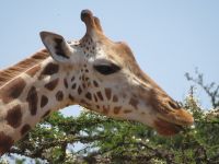 Giraffe, Lake Mburo Nationalpark, Uganda