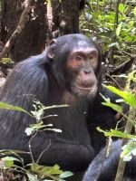 Schimpanse, Kibale Nationalpark, Uganda