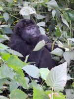 Gorilla, Bwindi Impenetrable Nationalpark, Uganda