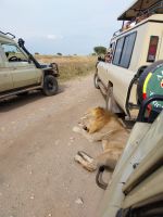 Löwen, Queen Elizabeth Nationalpark, Uganda