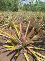 Ananas, Bigodi Wetlands, Uganda