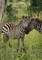Junges Zebra mit seiner Mutter
