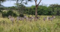Zebras im Lake Mburo Nationalpark