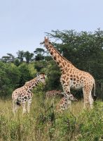 Giraffen im Lake Mburo Nationalpark