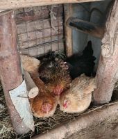 Farmbesichtigung Hühnerstall