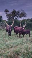 Farmbesichtigung - Ankole Rinder