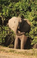 Elefant am Straßenrand