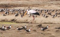 Gelbschnabelstorch und unzählige Scherenschnäbel