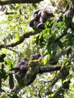 Schimpansen oben im Baum