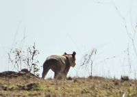 Löwe - Big Five am zweiten Tag erfüllt !