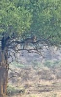 Leopard im Baum - mehrere Hundert Meter entfernt