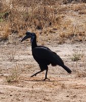 Blaugesicht-Hornrabe