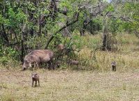 Warzenschwein - Familie