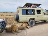 Löwen, Queen Elizabeth Nationalpark, Uganda