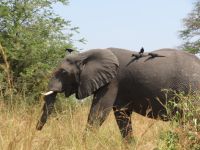 Murchison Falls NP, Uganda