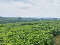 Teeplantage, Fort Portal, Uganda