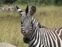 Zebra, Lake Mburo Nationalpark, Uganda
