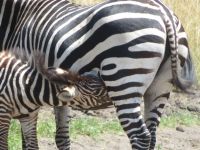 Zebra, Lake Mburo Nationalpark, Uganda