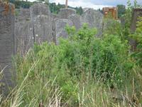 Brody: Rundgang: Jüdischer Friedhof