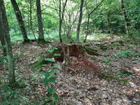 Im Belowescher Nationalpark.