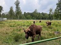 Im Belowescher Nationalpark.
