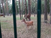 Im Belowescher Nationalpark.