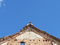 Weißrussischer Storch :-)