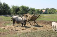 2. Tag: Radtour von Mosonmagyarovar nach Györ