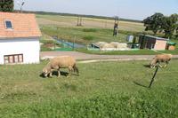  Radtour von Tiszafüred nach Poroszlo entlang des Theiss See
