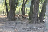 5. Tag: Radtour von Poroszlo nach Dobapuszta entlang der Theiss