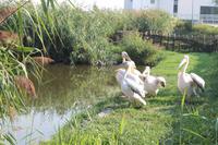 5. Tag: Radtour von Poroszlo nach Dobapuszta entlang der Theiss