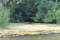 5. Tag: Radtour von Poroszlo nach Dobapuszta entlang der Theiss - Bootsfahrt auf der Theiss