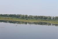 5. Tag: Radtour von Poroszlo nach Dobapuszta entlang der Theiss - Bootsfahrt auf der Theiss