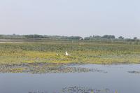 5. Tag: Radtour von Poroszlo nach Dobapuszta entlang der Theiss - Bootsfahrt auf der Theiss