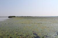5. Tag: Radtour von Poroszlo nach Dobapuszta entlang der Theiss - Bootsfahrt auf der Theiss