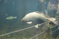 5. Tag: Radtour von Poroszlo nach Dobapuszta entlang der Theiss - Besucherzentrum der Theiss