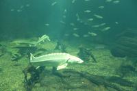 5. Tag: Radtour von Poroszlo nach Dobapuszta entlang der Theiss - Besucherzentrum der Theiss