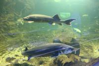 5. Tag: Radtour von Poroszlo nach Dobapuszta entlang der Theiss - Besucherzentrum der Theiss