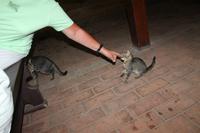 5. Tag: Radtour von Poroszlo nach Dobapuszta entlang der Theiss - Hotel Varga Tanya