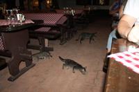 5. Tag: Radtour von Poroszlo nach Dobapuszta entlang der Theiss - Hotel Varga Tanya