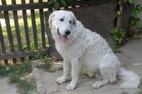 6. Tag: Vormittag Freizeit - Nachmittag Pferdekutschfahrt und Reitershow im Hotel Varga Tanya