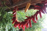 6. Tag: Vormittag Freizeit - Nachmittag Pferdekutschfahrt und Reitershow im Hotel Varga Tanya