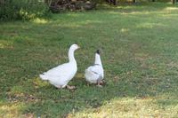 6. Tag: Vormittag Freizeit - Nachmittag Pferdekutschfahrt und Reitershow im Hotel Varga Tanya
