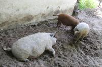 6. Tag: Vormittag Freizeit - Nachmittag Pferdekutschfahrt und Reitershow im Hotel Varga Tanya