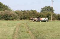 6. Tag: Vormittag Freizeit - Nachmittag Pferdekutschfahrt und Reitershow im Hotel Varga Tanya