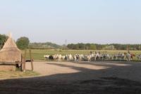 6. Tag: Vormittag Freizeit - Nachmittag Pferdekutschfahrt und Reitershow im Hotel Varga Tanya