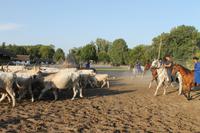 6. Tag: Vormittag Freizeit - Nachmittag Pferdekutschfahrt und Reitershow im Hotel Varga Tanya