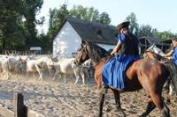 6. Tag: Vormittag Freizeit - Nachmittag Pferdekutschfahrt und Reitershow im Hotel Varga Tanya