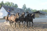 6. Tag: Vormittag Freizeit - Nachmittag Pferdekutschfahrt und Reitershow im Hotel Varga Tanya
